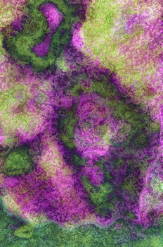 A 31B